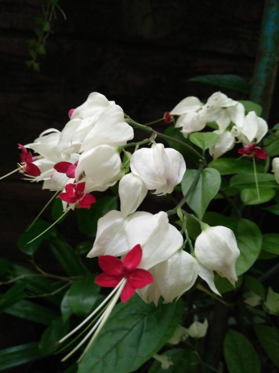 Phu Quoc An Guesthouse Eksteriør bilde